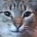 billcat.