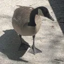 missteag