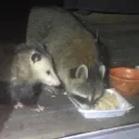 lupa.