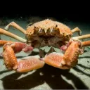 filthycrab