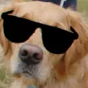 eldoggo.d.dog1759