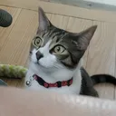 shaikat