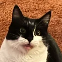 tom_meka