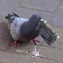 _ansoni