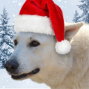 avatar Salmon Max (ง •́ _ʖ •̀)ง 𝅙