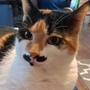 hfacat