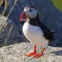 breuxi