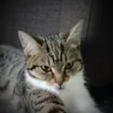 nanaspam08n
