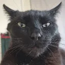sir.tiddles