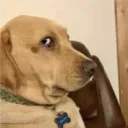 gurgn