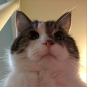 supercatlover26#5756's avatar