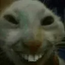 cheenweenis