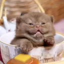 itskaitycat
