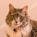 itskaitycat
