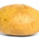 spudicus