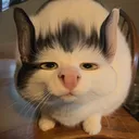 baked_wolf