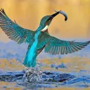 robijnvogel