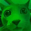 rustytheowl