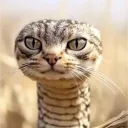 Metagross98's Avatar