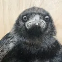 simplecrow