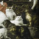 katsior