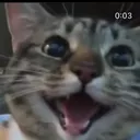 jellohd