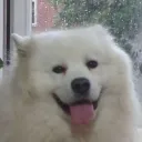 dan_frosty_beard