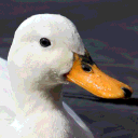 sasoduck