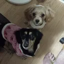 ponnii_
