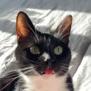 stealthytoast