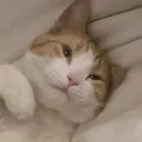 lumabop