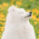doggie