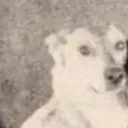 doggie