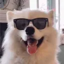 doggie