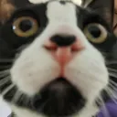 infoscion avatar