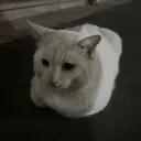 atlasomegaalpha