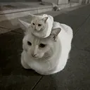 atlasomegaalpha