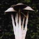 mu.shroom