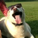flycowmoose