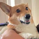 corgiix3