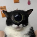 avatar captain glorpo