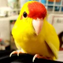 razzlestorm