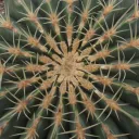 .starora