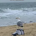 thisaseagullwearingjordans