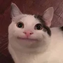 mycatwantsmedead