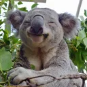 swankykoala
