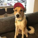 dawgbrained
