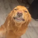 jimdoga