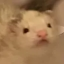 suggyiem