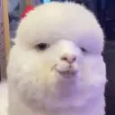 pencileyepirate